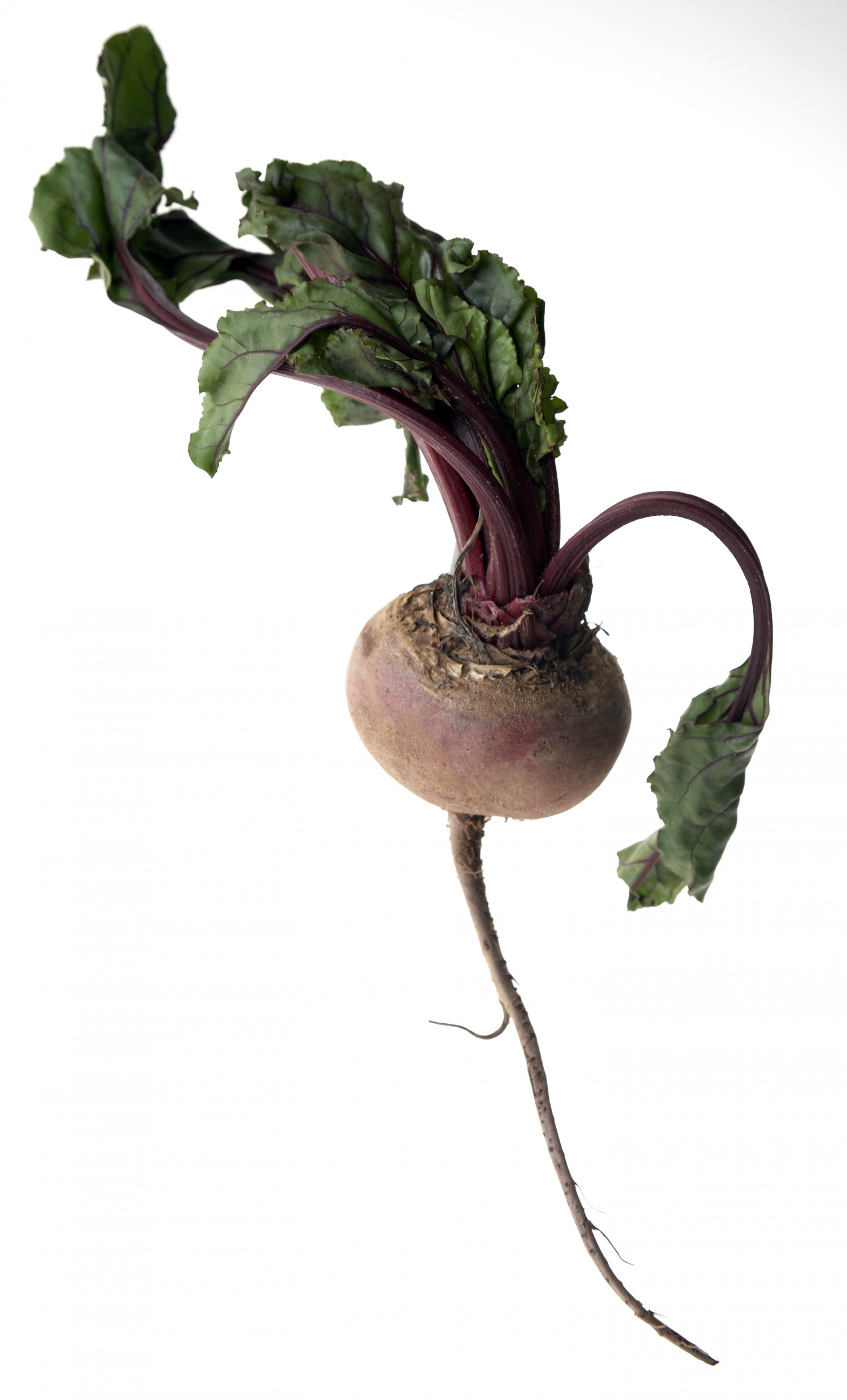 Beetroot with leaves and roots on white background